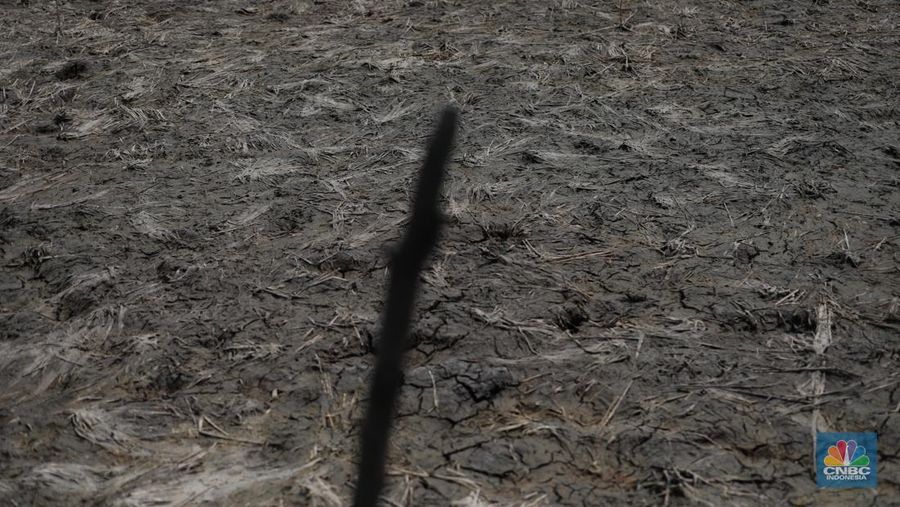 Seorang petani mengamati padi yang mengalami kekeringan di Desa Kramat, Pakuhaji, Kabupaten Tangerang, Banten, Rabu, (9/8/2023). Seorang petani mengamati padi yang mengalami kekeringan di Desa Kramat, Pakuhaji, Kabupaten Tangerang, Banten, Rabu, (9/8/2023). (CNBC Indonesia/Tri Susilo)