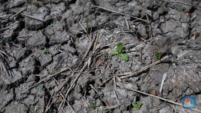 Monster El Nino Godzilla Datangi RI Mulai April? Simak Kata BMKG-BRIN