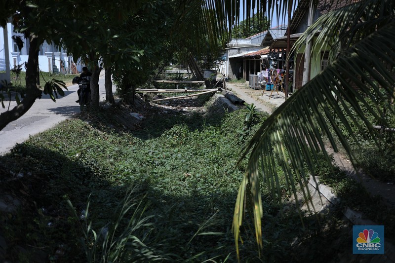 Seorang petani mengamati padi yang mengalami kekeringan di Desa Kramat, Pakuhaji, Kabupaten Tangerang, Banten, Rabu, (9/8/2023). Seorang petani mengamati padi yang mengalami kekeringan di Desa Kramat, Pakuhaji, Kabupaten Tangerang, Banten, Rabu, (9/8/2023). (CNBC Indonesia/Tri Susilo)