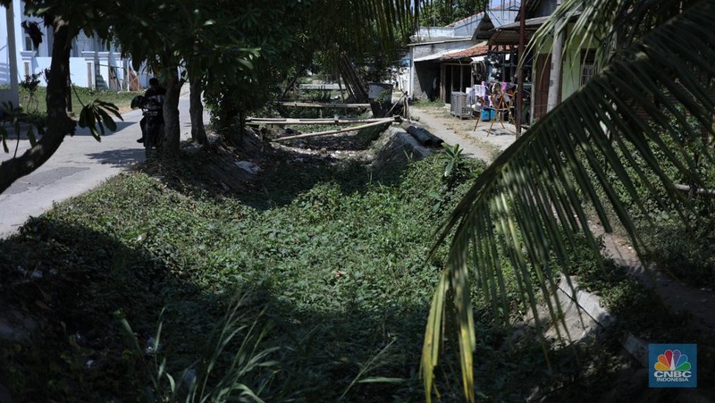 Seorang petani mengamati padi yang mengalami kekeringan di Desa Kramat, Pakuhaji, Kabupaten Tangerang, Banten, Rabu, (9/8/2023). (CNBC Indonesia/Tri Susilo)