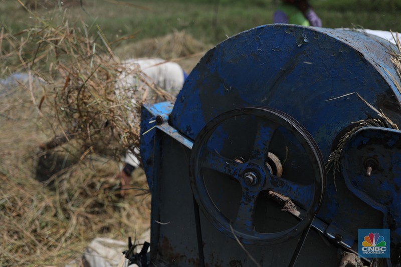 Seorang petani mengamati padi yang mengalami kekeringan di Desa Kramat, Pakuhaji, Kabupaten Tangerang, Banten, Rabu, (9/8/2023). (CNBC Indonesia/Tri Susilo)