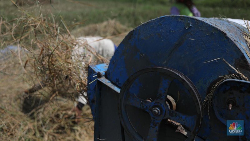 Seorang petani mengamati padi yang mengalami kekeringan di Desa Kramat, Pakuhaji, Kabupaten Tangerang, Banten, Rabu, (9/8/2023). (CNBC Indonesia/Tri Susilo)