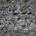 BMKG Ingatkan Puncak Petaka El Nino, Kapan Hujan Turun?