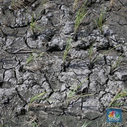 BMKG Ingatkan Puncak Petaka El Nino, Kapan Hujan Turun?