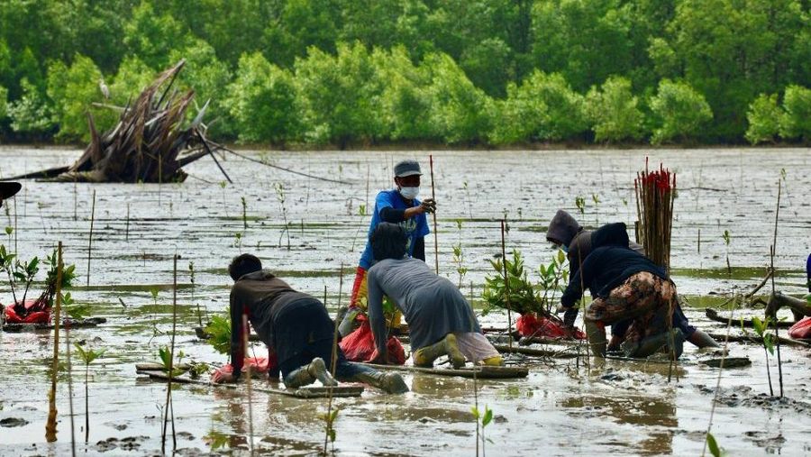 foto/ Tanaman Gambut/ Dok : Badan Restorasi Gambut Dan Magrove