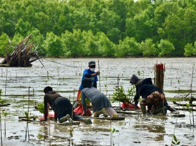 Menghijaukan Gambut Demi Mengatasi Krisis Perubahan Iklim