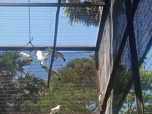 Waduh, Populasi Jalak Bali Berkurang 48 Ekor di Taman Nasional Bali Barat