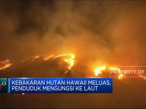 Kebakaran Hutan Hawaii Meluas, Penduduk Mengungsi Ke Laut