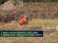 Video: Waspada! Kemarau Tahun Ini Bakal Lebih 