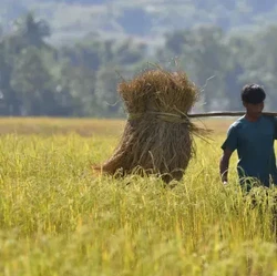 Ssst.. Ada Jejak Orba di Balik India Jadi Raja Beras Dunia