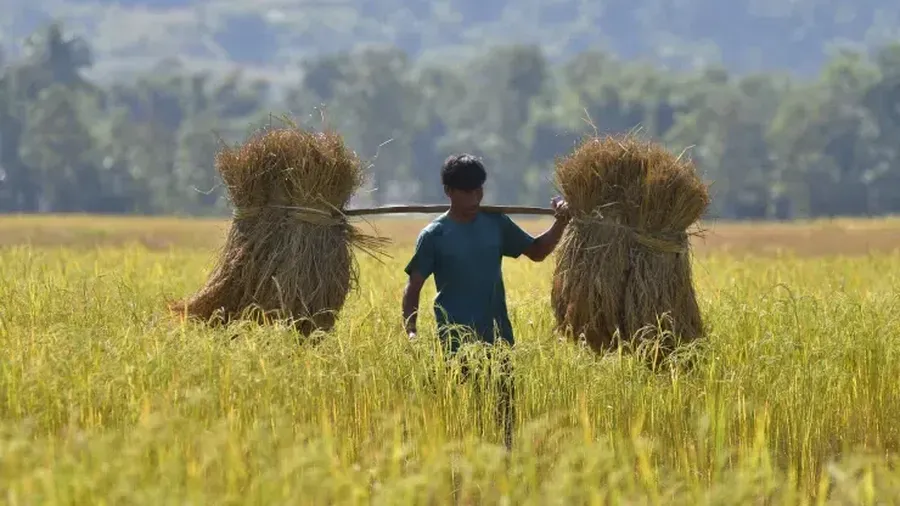 A farmer in a paddy field in Assam, India. A farmer in a paddy field in Assam, India.