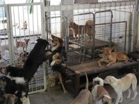 Deretan Negara yang Warganya Masih Konsumsi Anjing