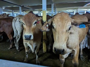 RI Impor Sapi Hidup 92.700 Ton dari Australia