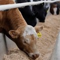 Ikuti RI, Malaysia Boikot Sapi & Kerbau Australia