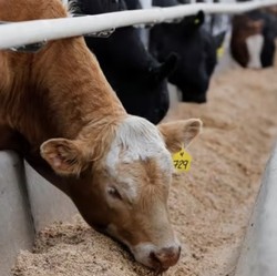 Ikuti RI, Malaysia Boikot Sapi & Kerbau Australia