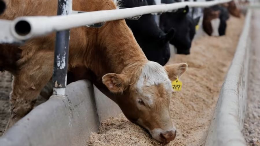Sapi Malaysia (REUTERS/Todd Korol))