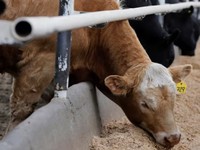 Rencana RI Impor Sapi dari Meksiko Batal, Biang Keroknya Ini