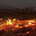 67 Orang Tewas Korban Kebakaran Hutan di Hawaii