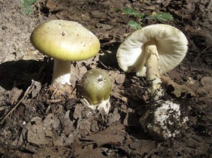7 Cara Mudah Kenali Jamur Beracun