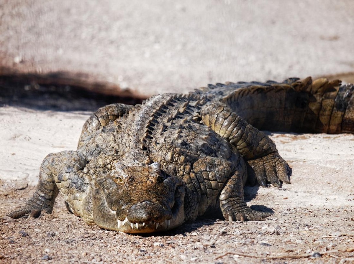 Mengapa Kapibara dan Buaya Bisa Hidup Berdampingan Tanpa Konflik Besar
