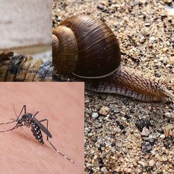 9 Makhluk Paling Berbahaya Bagi Manusia, No.1 Mengejutkan