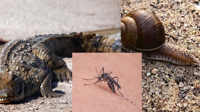 The 9 Most Dangerous Animals for Humans: Mosquitoes, Snakes, and More