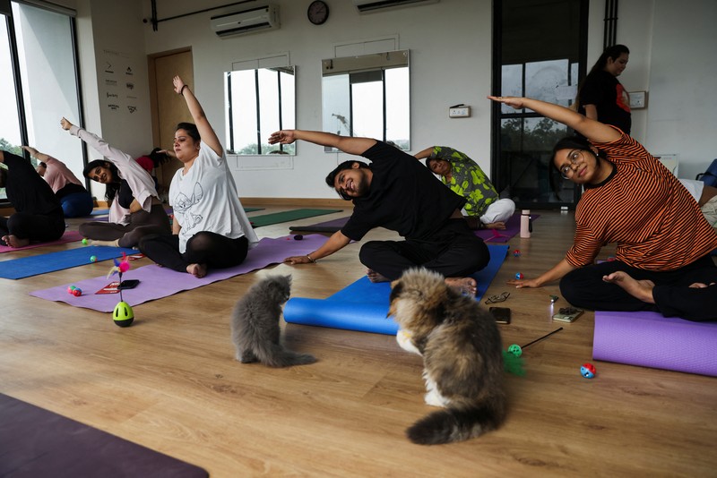 Peserta melakukan yoga saat anak kucing bermain di sekitar mereka dalam sesi yoga yang diselenggarakan oleh Pawhour, di sebuah studio di New Delhi, India, 6 Agustus 2023. (REUTERS/Anushree Fadnavis)