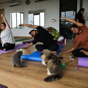 Lagi Trend, Komunitas Yoga Ajak Kucing Peliharaan Olahraga