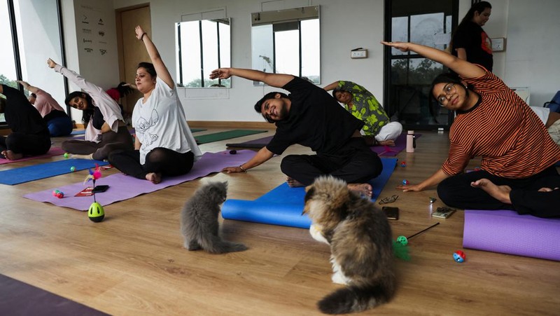 Peserta melakukan yoga saat anak kucing bermain di sekitar mereka dalam sesi yoga yang diselenggarakan oleh Pawhour, di sebuah studio di New Delhi, India, 6 Agustus 2023. (REUTERS/Anushree Fadnavis)