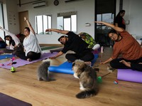 Lagi Trend, Komunitas Yoga Ajak Kucing Peliharaan Olahraga