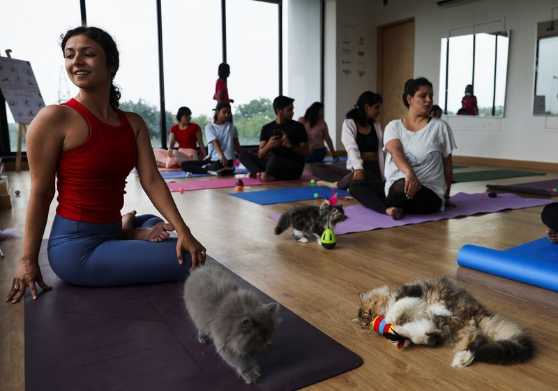 Peserta melakukan yoga saat anak kucing bermain di sekitar mereka dalam sesi yoga yang diselenggarakan oleh Pawhour, di sebuah studio di New Delhi, India, 6 Agustus 2023. (REUTERS/Anushree Fadnavis)