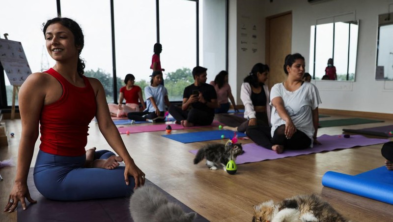 Peserta melakukan yoga saat anak kucing bermain di sekitar mereka dalam sesi yoga yang diselenggarakan oleh Pawhour, di sebuah studio di New Delhi, India, 6 Agustus 2023. (REUTERS/Anushree Fadnavis)