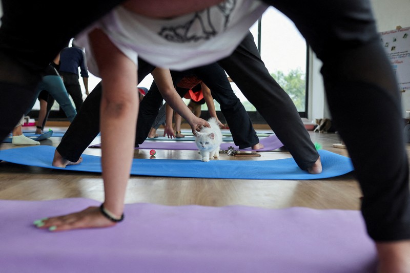 Peserta melakukan yoga saat anak kucing bermain di sekitar mereka dalam sesi yoga yang diselenggarakan oleh Pawhour, di sebuah studio di New Delhi, India, 6 Agustus 2023. (REUTERS/Anushree Fadnavis)