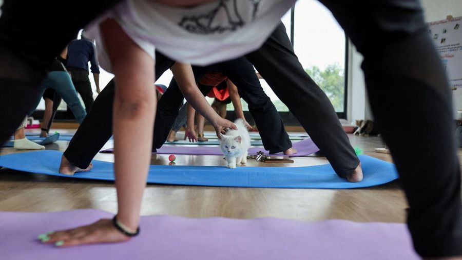 Peserta melakukan yoga saat anak kucing bermain di sekitar mereka dalam sesi yoga yang diselenggarakan oleh Pawhour, di sebuah studio di New Delhi, India, 6 Agustus 2023. (REUTERS/Anushree Fadnavis)