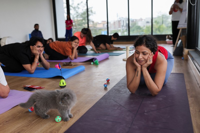 Peserta melakukan yoga saat anak kucing bermain di sekitar mereka dalam sesi yoga yang diselenggarakan oleh Pawhour, di sebuah studio di New Delhi, India, 6 Agustus 2023. (REUTERS/Anushree Fadnavis)