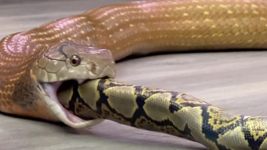 Ilustrasi ular makan ular (Tangkapan layar instagram @snakebytestv)