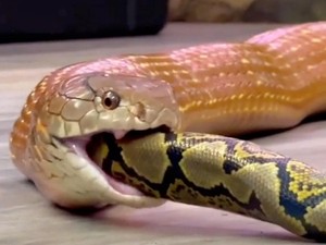 5 Perbedaan King Cobra dan Ular Kobra Jawa, Kenali Cirinya!