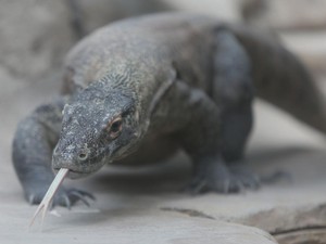 Ada Dunia yang Hilang di Indonesia, Ternyata Sumba