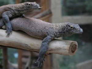 Terungkap! Gigi Komodo Ternyata Berlapis Besi