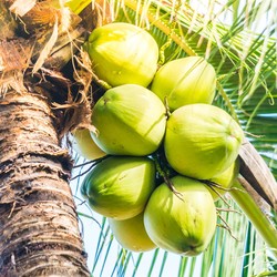 Ternyata Ini Waktu Terbaik Minum Air Kelapa untuk Kesehatan
