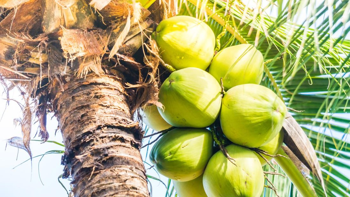 ilustrasi-kelapa-2_169 Mengubahnya menjadi yang terbaik untuk minum keamanan air kelapa