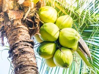 Ternyata Ini Waktu Terbaik Minum Air Kelapa untuk Kesehatan