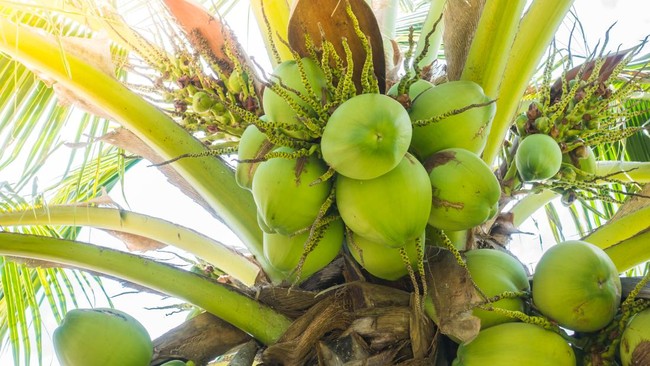 RI Bisa Kaya Raya Kalau Bisa Olah Kelapa dan Gambir, Nilainya Segini