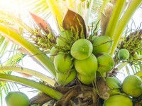 RI Bisa Kaya Raya Kalau Bisa Olah Kelapa & Gambir, Nilainya Segini