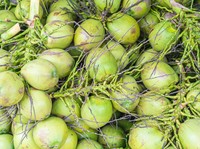 Saat Harga Naik di Dalam Negeri, Ekspor Kelapa RI Tembus US$45,6 Juta