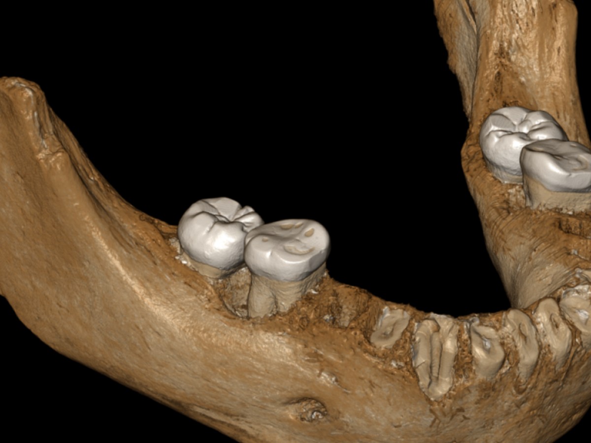 Penemuan Fosil Kera 18 Juta Tahun di Mesir Buka Tabir Asal Usul Manusia