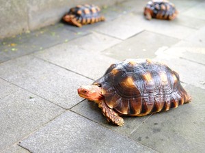Bisnis Kura Kura Darat yang Bikin Dompet Gemuk