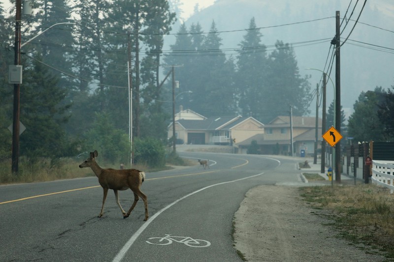 Warga menyelamatkan diri saat terjadi kebakaran di wilayah Kanada. Bill Braden /The Canadian Press via AP) Warga menyelamatkan diri saat terjadi kebakaran di wilayah Kanada. Bill Braden /The Canadian Press via AP)