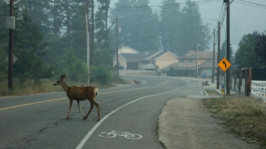 Kebakaran hutan di Kanada. (REUTERS/CHRIS HELGREN)