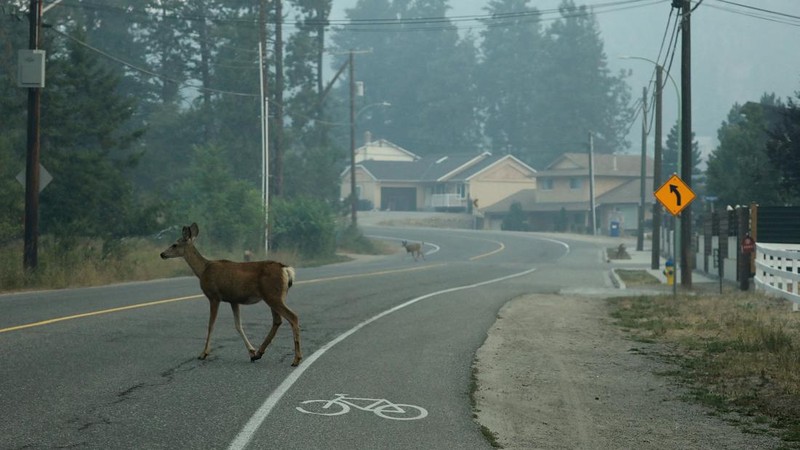 Warga menyelamatkan diri saat terjadi kebakaran di wilayah Kanada. Bill Braden /The Canadian Press via AP)